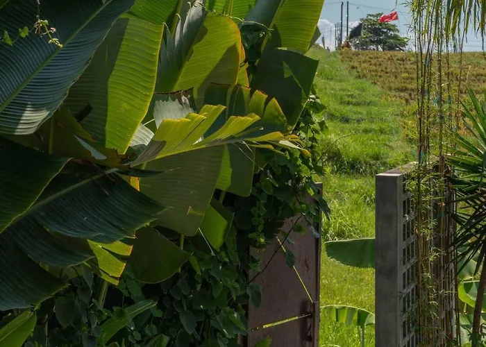 Ricefield View 3br Designer 1 Min From Holiday home