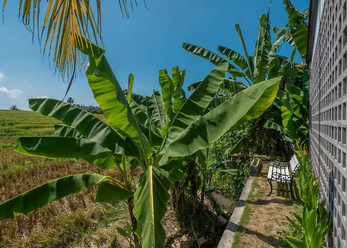 Ricefield View 3br Designer 1 Min From Holiday home *